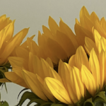 The Balcony Gardener: The Sunflower Fusion