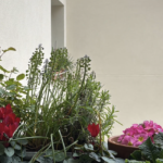 “The Balcony Gardener” Thrives, As Does Its Author