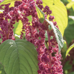 The Balcony Gardener: The Matter of the Amaranth
