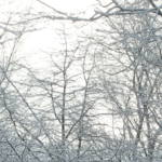 Poetry: Like Shadows in the Trees